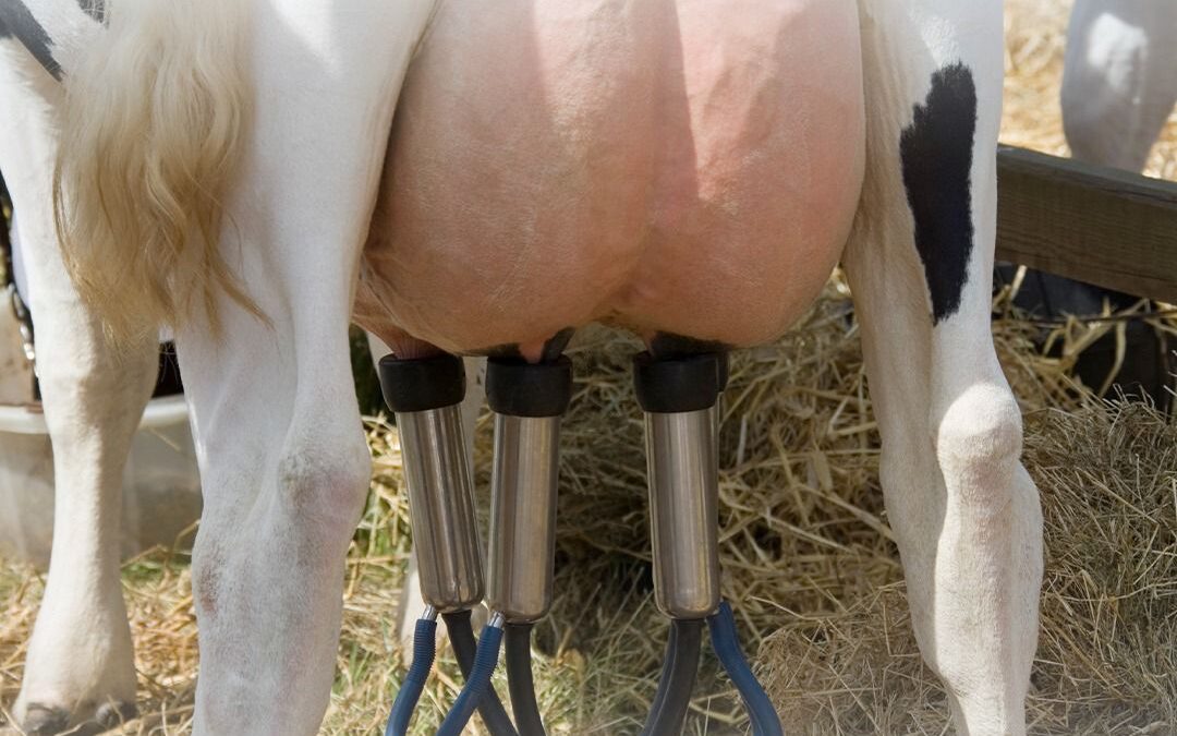 Preço Real do Leite ao Produtor